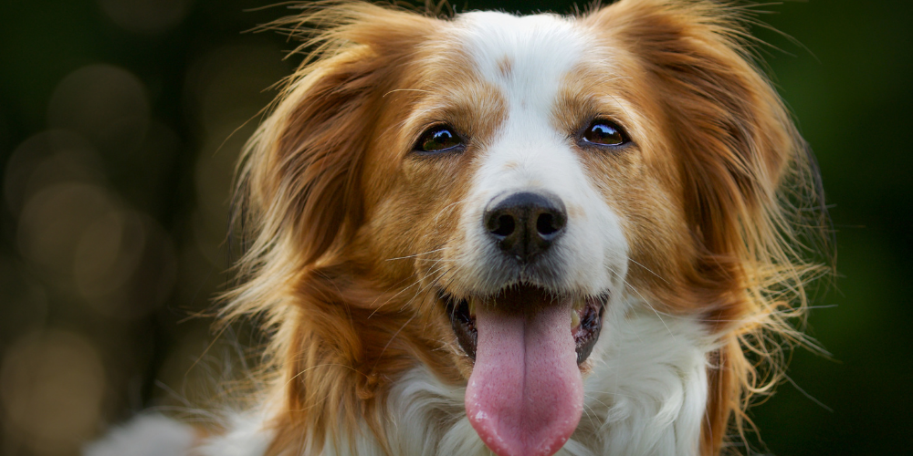 Pet Care for Dogs: How to Build an Effective Daily Health Routine