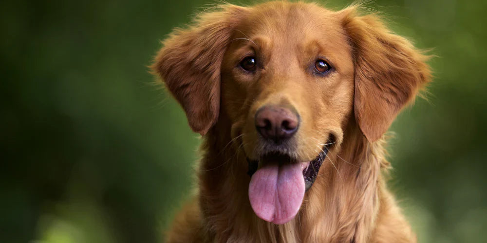 Dog Health Supplements: Essential Support Every Pet Parent Should Know