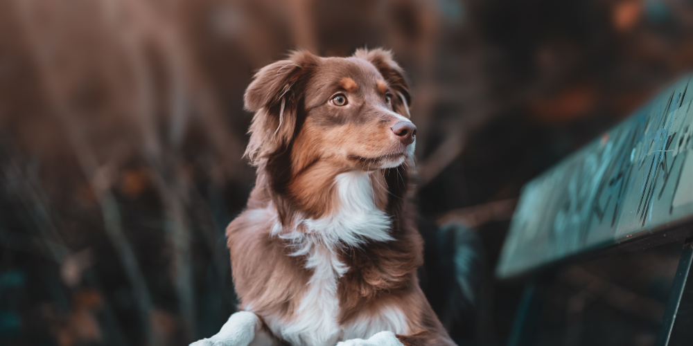 Natural Dog Health Supplements Every Pet Parent Should Know About
