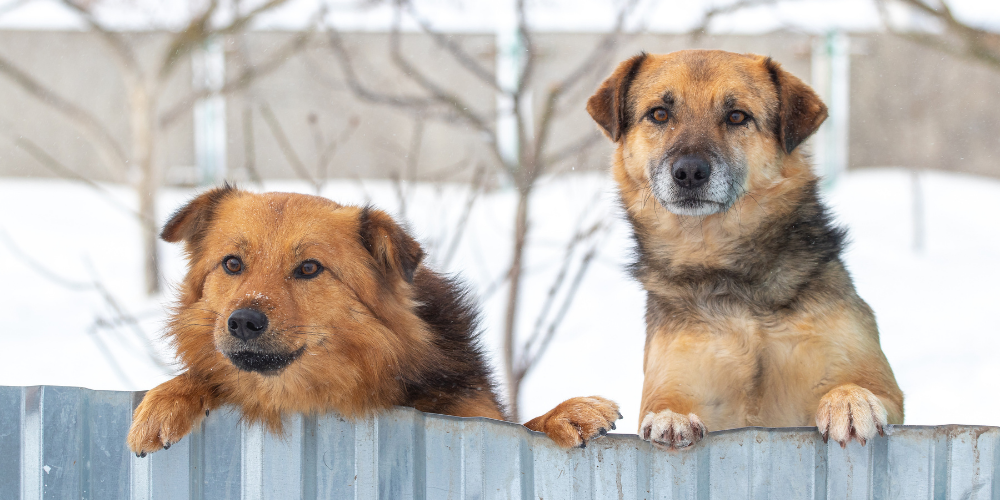 Daily Liver Support for Dogs: Best Practices & Natural Remedies