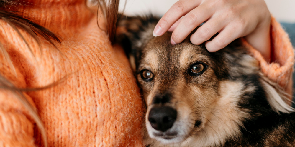 Natural Dog Kidney Supplements: A Complete Guide for Pet Parents Choosing Ayurvedic Care