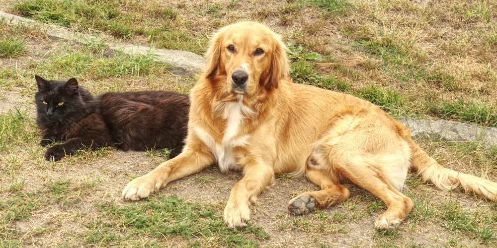 Best Liver Supplement for Dogs and Cats: Supporting Healthy Liver Function Naturally