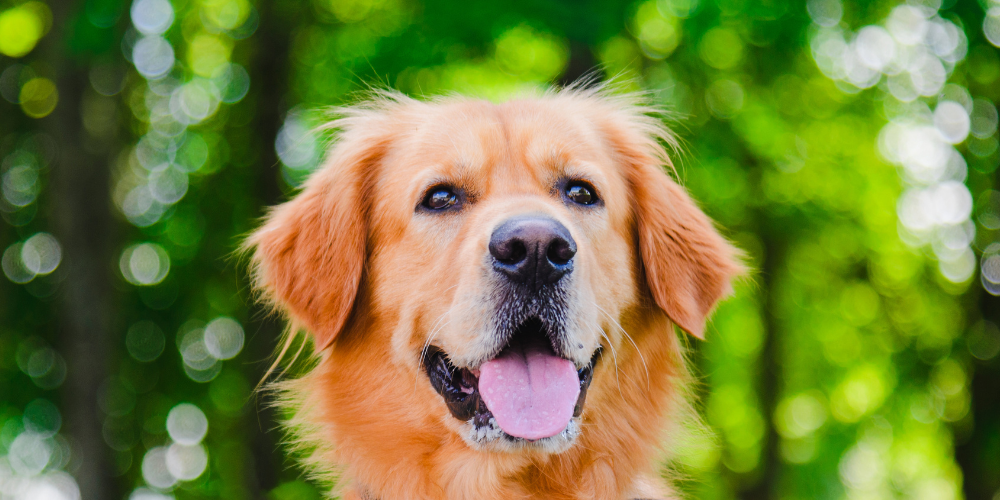 Dog Supplements for Digestive Health: A Natural Ayurvedic Approach to Gut Wellness
