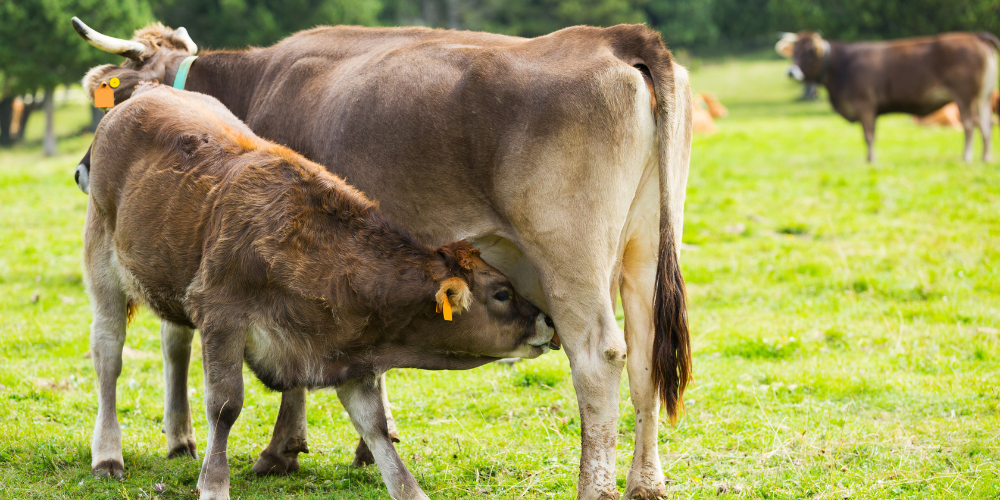 Nutritional Supplements for Farm Animals