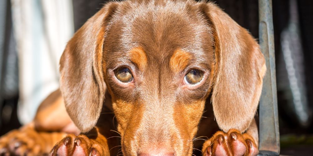 Why Daily Eye Cleaning Is Important for Dogs with Sensitive Eyes