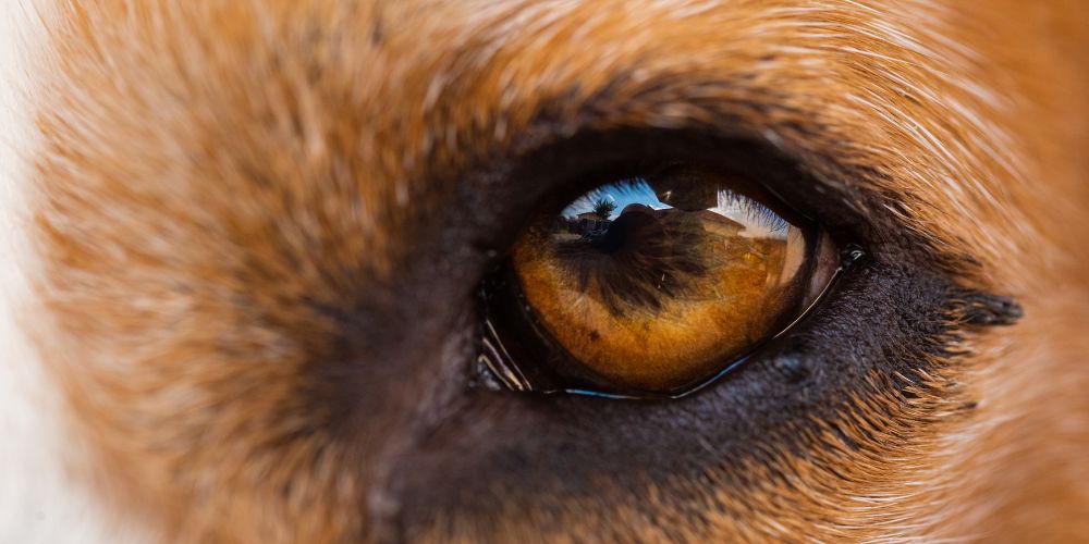 Dog Eye Redness and Irritation: When Should Pet Parents Worry?