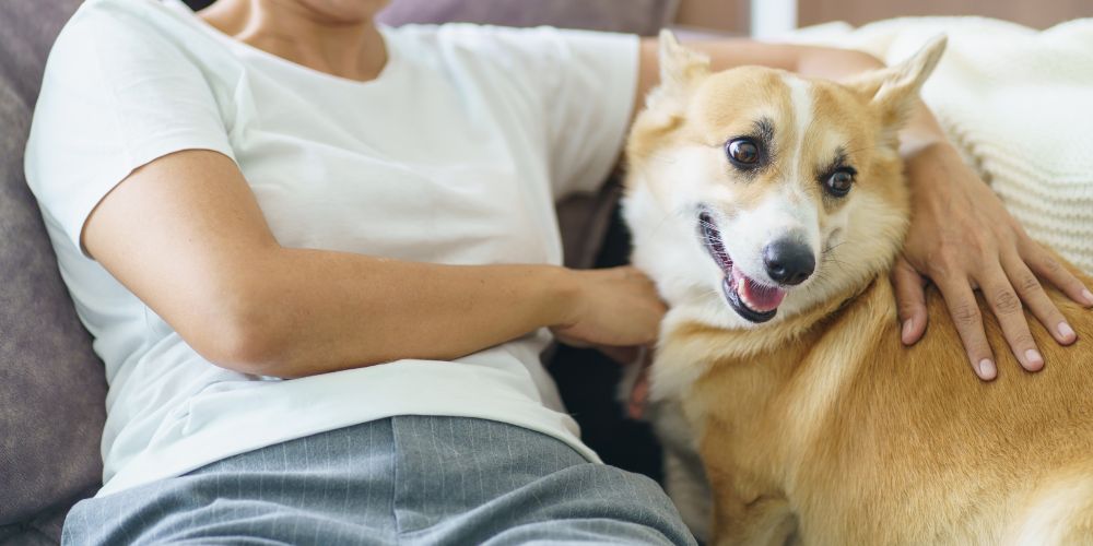 Do Probiotics Really Work for Dogs? What Pet Owners Should Know