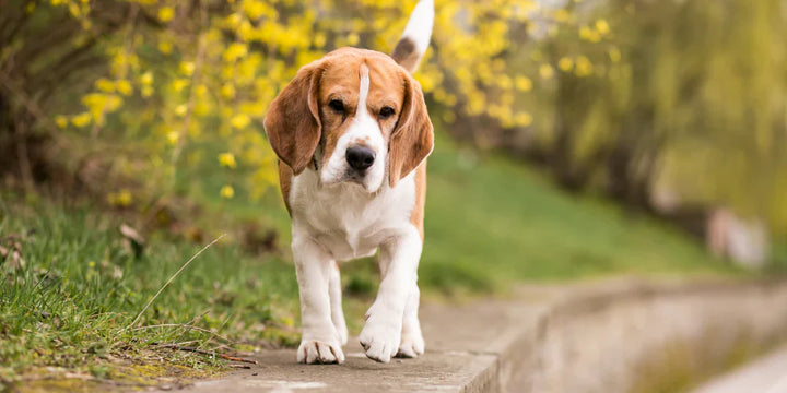 Vet-Recommended Liver Support for Dogs Facing Chronic Liver Issues