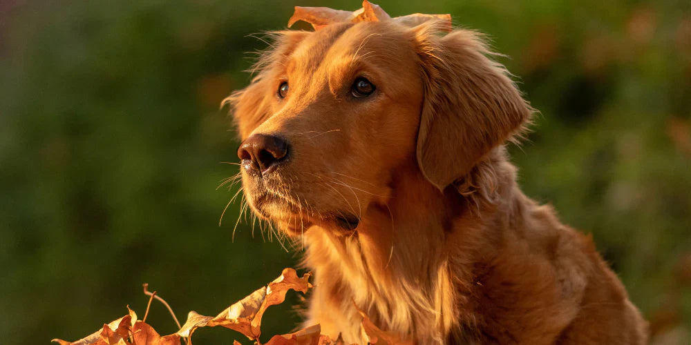 Best Probiotic Supplement for Pets' Health: Supporting Digestion and Immunity Naturally