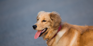 Signs Your Dog Needs a Kidney Supplements