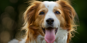 Pet Care for Dogs: How to Build an Effective Daily Health Routine