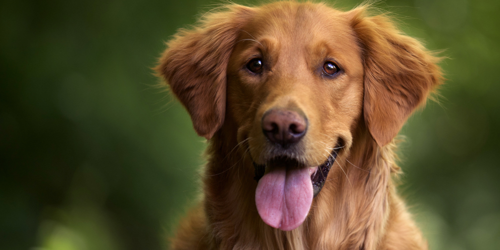 Dog Health Supplements: Essential Support Every Pet Parent Should Know