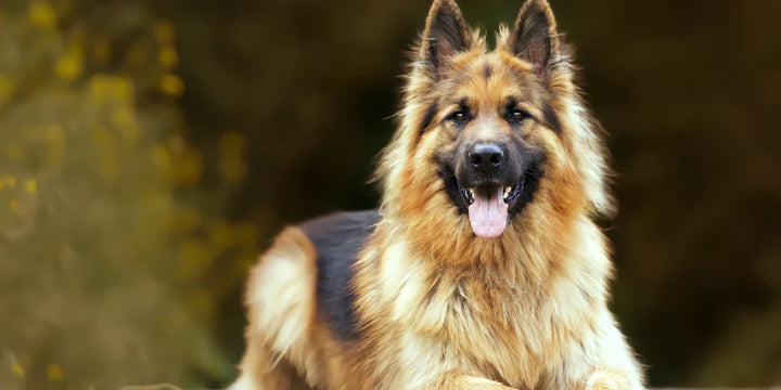 Kidney Disease in Dogs: Treatments vs Supplements