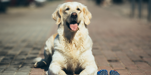 Essential Supplements Every Dog Owner Should Consider