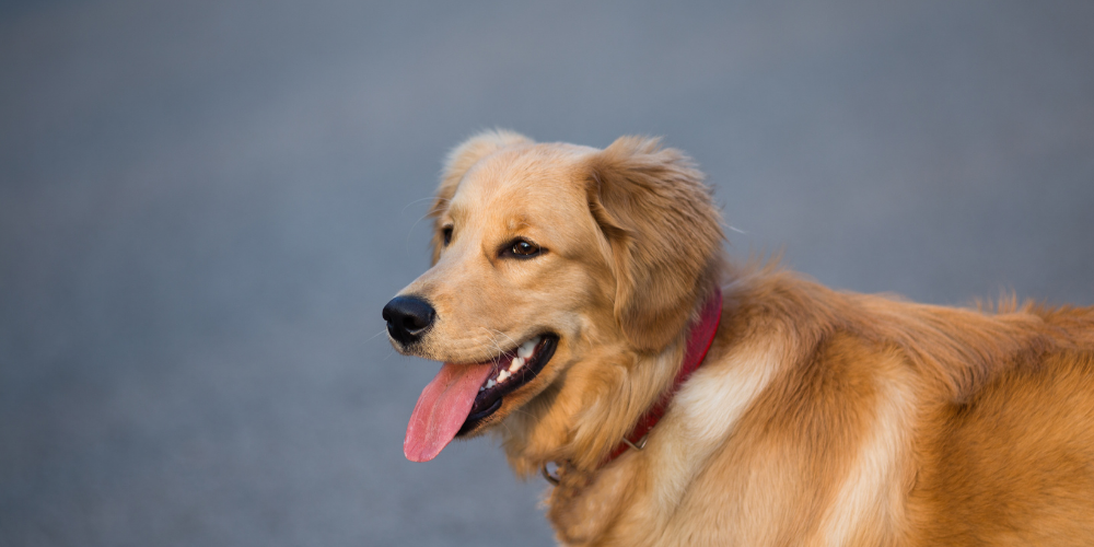 Pet Nutrition: 9 Ayurvedic Tips to Support Kidney Health Along with a Dog’s Kidney Supplement
