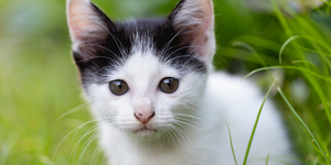When Should You Start Cat Kidney Supplements? Early Signs Every Pet Parent Should Notice