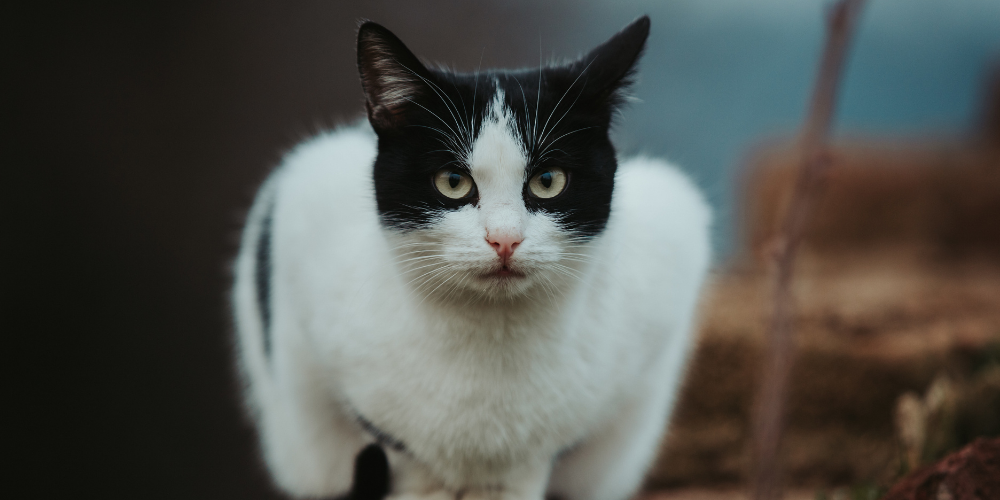 Benefits of Cat Liver Supplements for Senior Cats: What Every Pet Parent Should Know