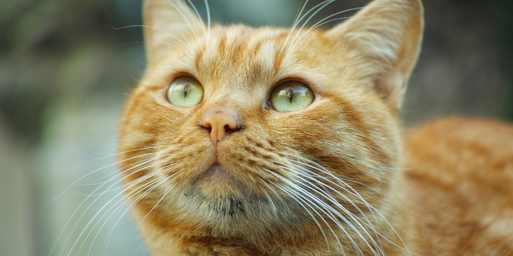 Best Cat Kidney Supplements for Long-Term Kidney Support & Lifelong Wellness