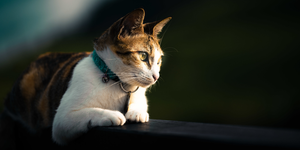 Top Natural Supplements for Cat Wellness: A Holistic Guide to Better Feline Health