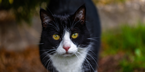 Natural Alternatives to Liver Medicine for Cats: Safe Ways to Support Feline Liver Health