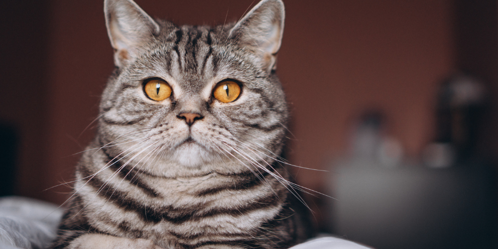 A Comprehensive Guide to Feline Nutrition