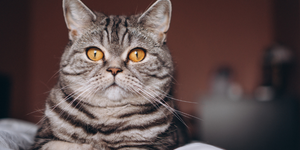 A Comprehensive Guide to Feline Nutrition