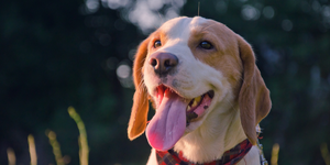 Ayurvedic Pet Supplements: A Proven Dog Liver Supplement for Stronger Liver Health