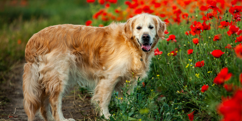 Health Care for Dogs: Simple Ayurvedic Remedies for Skin and Coat Wellness