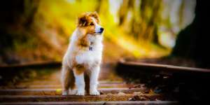 How to Choose the Right Nutritional Supplements for Dogs