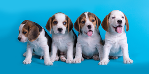 Natural Supplements for Small Pets