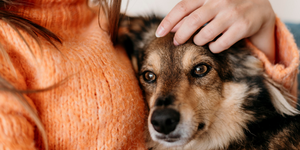 Natural Dog Kidney Supplements: A Complete Guide for Pet Parents Choosing Ayurvedic Care