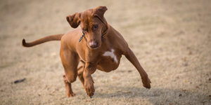 Which Kidney Medicine for Dogs Works Best? A Comparison