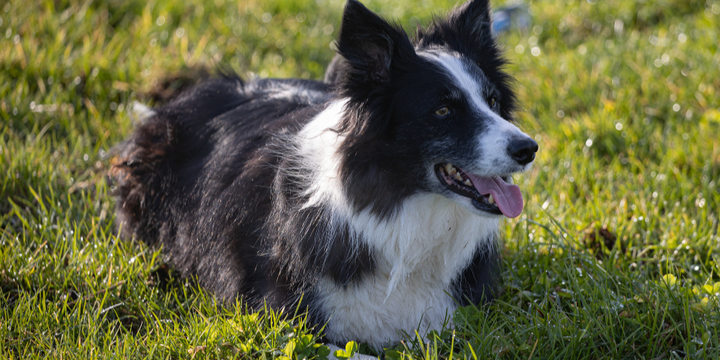 Top Ayurvedic Dog Kidney Supplements for Chronic Kidney Disease Support