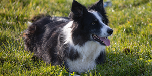 Best Dog Liver Supplements to Improve Liver Function Naturally (Complete Guide for Pet Owners)