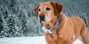 Natural Kidney Medicine Alternatives for Dogs: A Safer, Ayurvedic Approach to Long-Term Kidney Health