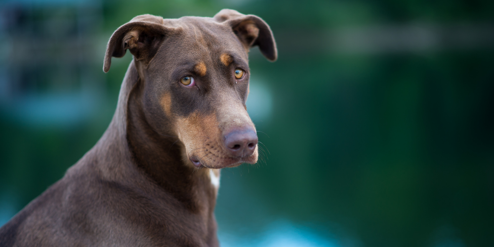 Dog Supplements for Digestive Health: A Natural Ayurvedic Approach to Gut Wellness