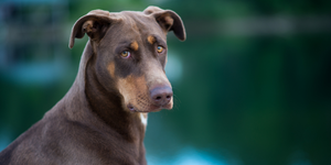 Dog Supplements for Digestive Health: A Natural Ayurvedic Approach to Gut Wellness