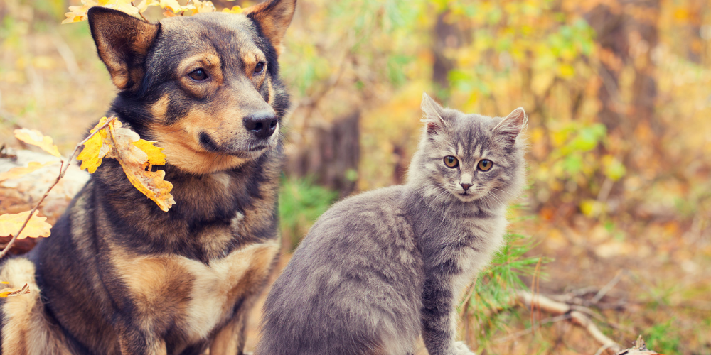 Pet Nutrition Supplements Made in India: The Ayurvedic Difference You Should Know