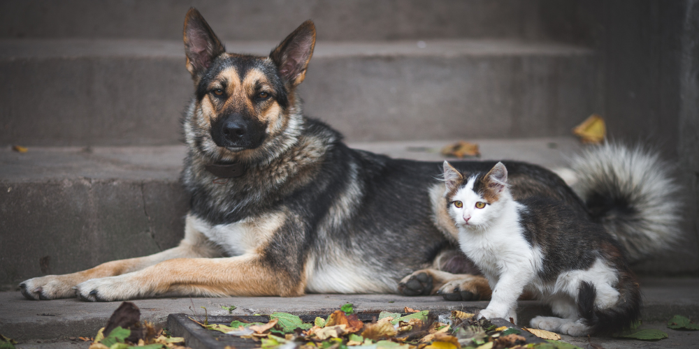 Top 4 Supplements for Pets in 2026: What Modern Pet Parents Are Choosing