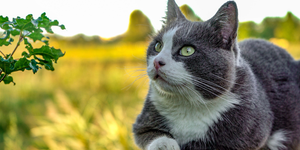 Top Supplements for Cats in 2026: A Natural Path to Better Feline Health