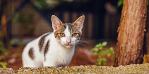 Top Natural Supplements for Cat Wellness: A Holistic Guide to Better Feline Health