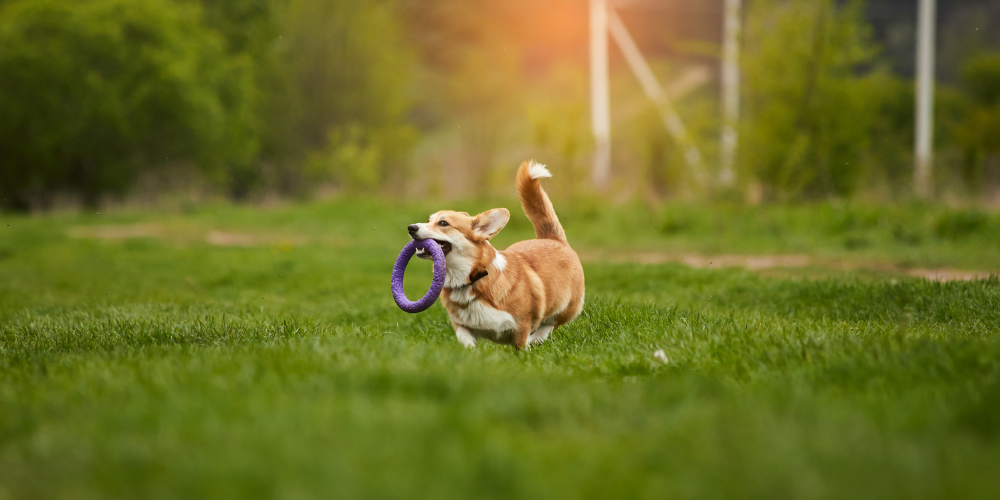 Why Pet Supplements for Dogs Are Essential for Lifelong Wellness
