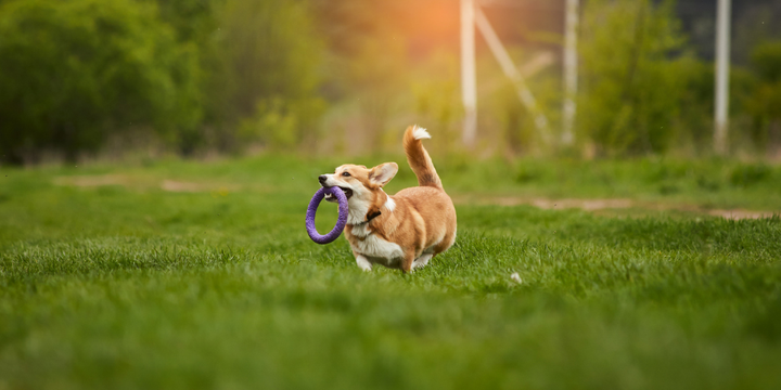Why Pet Supplements for Dogs Are Essential for Lifelong Wellness