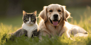 Top Natural Supplements for Dogs and Cats in 2026: A Smarter Approach to Pet Wellness