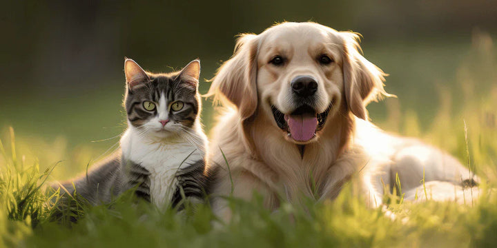 How Liver Supplements for pets Help After Medicine