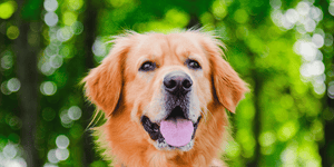 Top 3 Dogs Supplements for Pets in 2026: A Smart Health Guide