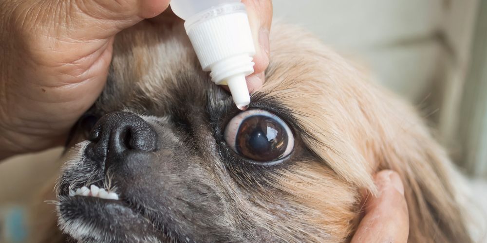 How to Treat Dog Eye Infections Naturally at Home