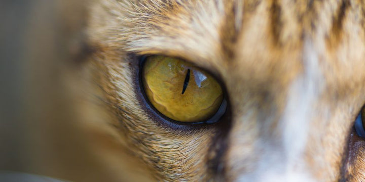 Cat Eye Discharge: What Different Colors Mean
