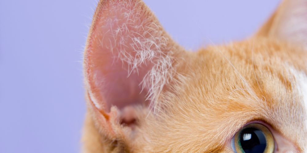 How to Spot Ear Mites in Cats Before They Become Serious