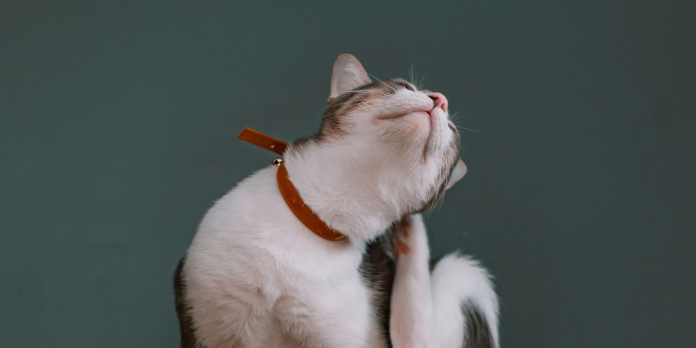 Why Does My Cat Keep Scratching Its Ears? Common Causes Every Owner Should Know